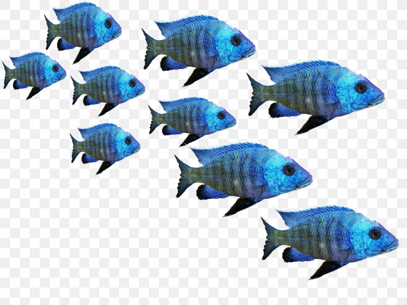 Goldfish, PNG, 1280x960px, Fish, Animal, Aqua, Aquarium Decor, Coral Reef Fish Download Free