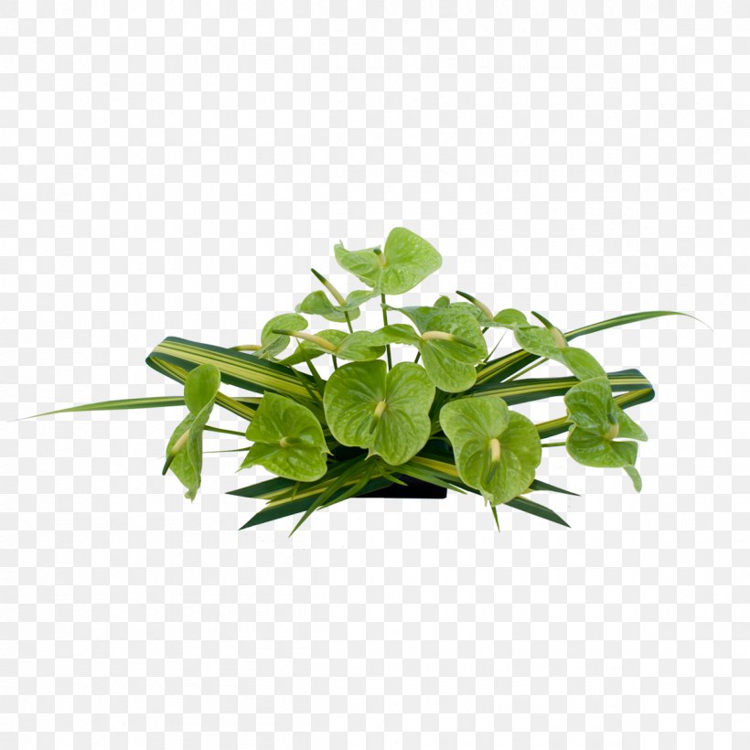 Hawaii Holambra Pathanamthitta Flower Laceleaf, PNG, 1200x1200px, Hawaii, Cut Flowers, Flower, Flowerpot, Garden Cress Download Free