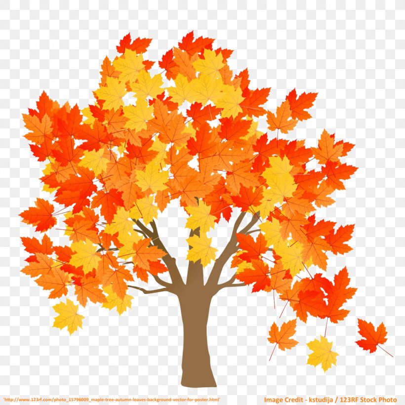 Maple Leaf Tree Stock Photography Red Maple, PNG, 1024x1024px, Maple Leaf, Autumn, Autumn Leaf Color, Branch, Can Stock Photo Download Free