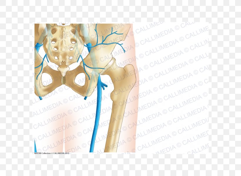 Pelvis Hip Bone Coronal Plane Human Skeleton, PNG, 600x600px, Watercolor, Cartoon, Flower, Frame, Heart Download Free