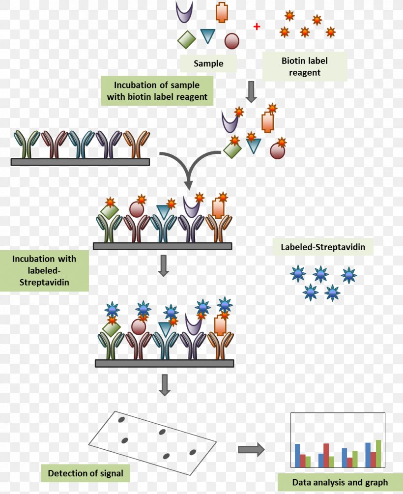 Streptavidin Biotinylation Antibody Microarray, PNG, 1029x1262px, Streptavidin, Antibody, Antibody Microarray, Area, Assay Download Free