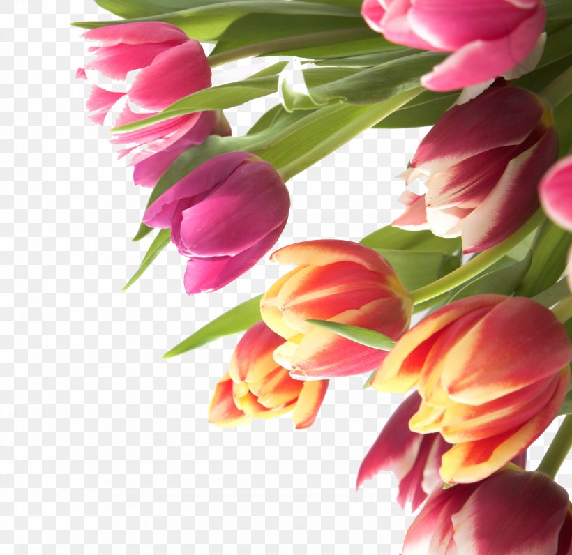 Tulip Flower Name Day, PNG, 2880x2798px, Tulip, Birthday, Close Up, Cut Flowers, Floral Design Download Free