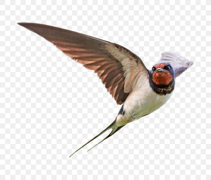 Bird Barn Swallow Stock Photography Royalty-free, PNG, 700x700px, Bird, Barn Swallow, Beak, Bird Migration, Fauna Download Free