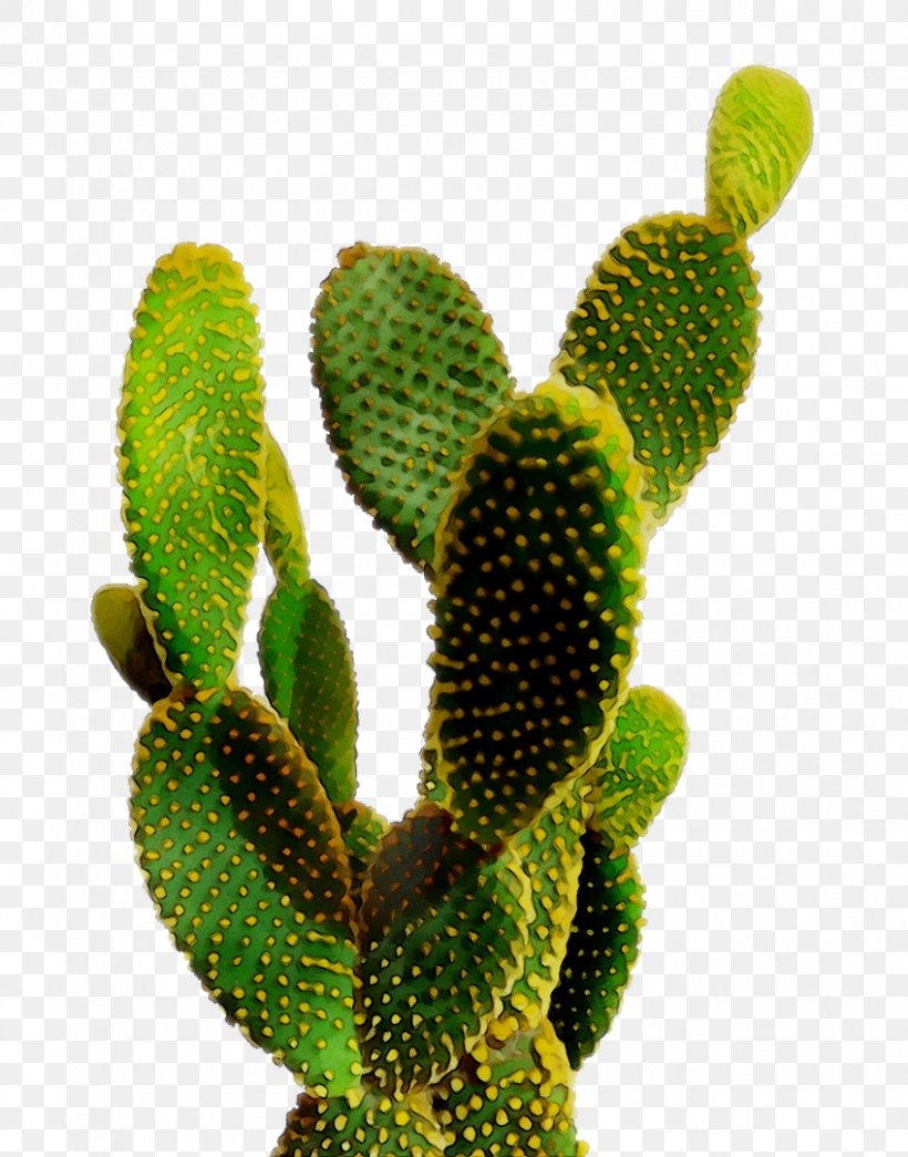 Cactus Prickly Pear Succulent Plant Poster Image, PNG, 848x1081px, Cactus, Adaptation, Art, Barbary Fig, Botany Download Free