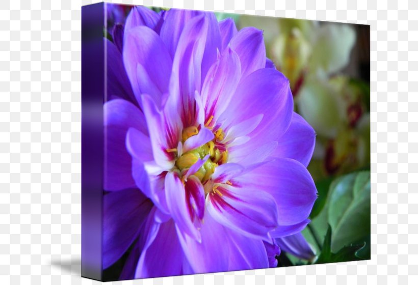 Crocus Violet Annual Plant Herbaceous Plant Family, PNG, 650x560px, Crocus, Annual Plant, Aster, Family, Flower Download Free