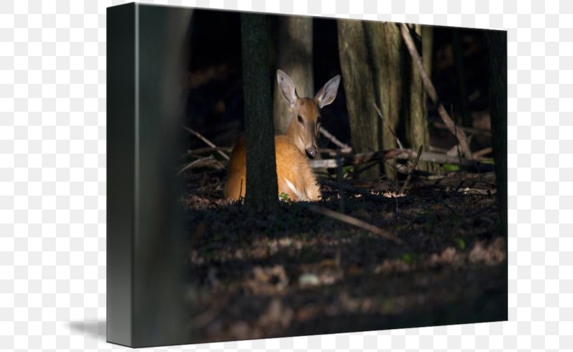 Deer /m/083vt Wood Wildlife Tail, PNG, 650x504px, Deer, Fauna, Mammal, Tail, Wildlife Download Free