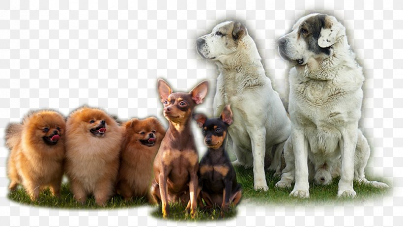 Dog Breed Puppy Breed Group (dog) Companion Dog, PNG, 965x544px, Dog Breed, Breed, Breed Group Dog, Companion Dog, Crossbreed Download Free