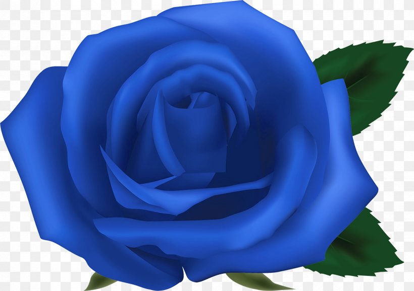 Garden Roses Blue Rose Centifolia Roses Floribunda, PNG, 1200x846px, Garden Roses, Beach Rose, Blue, Blue Rose, Centifolia Roses Download Free