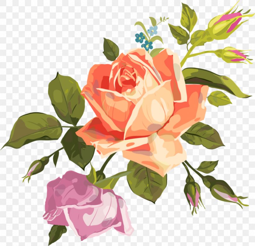 Garden Roses Cabbage Rose Clip Art, PNG, 910x879px, Garden Roses, Beach Rose, Cabbage Rose, Cut Flowers, Floral Design Download Free