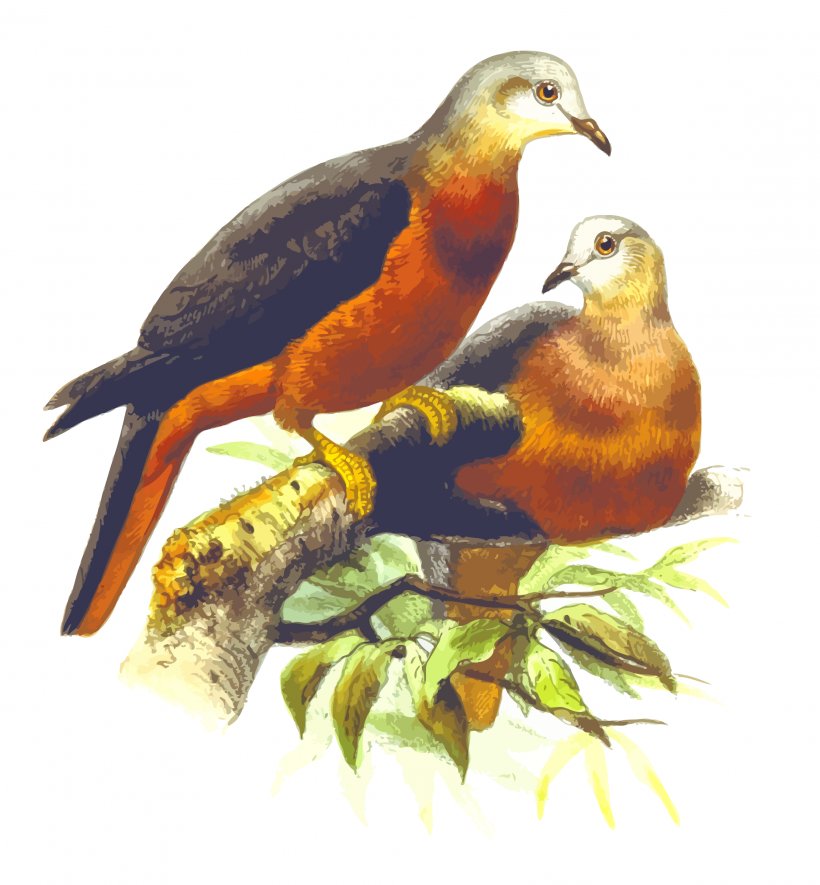 Homing Pigeon Fantail Pigeon Columbidae Bird Clip Art, PNG, 2223x2400px, Homing Pigeon, Animal, Beak, Bird, Chestnut Download Free