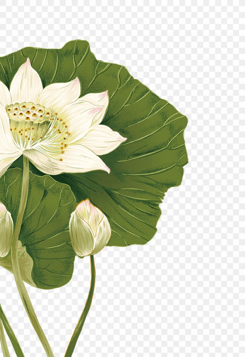 Nelumbo Nucifera Flower Illustration, PNG, 1000x1457px, Nelumbo Nucifera, Annual Plant, Art, Cut Flowers, Floral Design Download Free