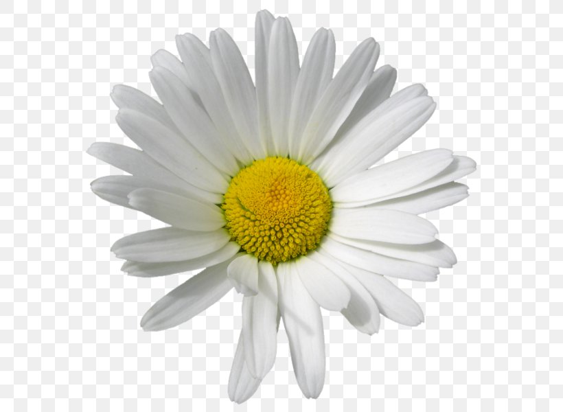 Roman Chamomile Oxeye Daisy Flower, PNG, 595x600px, Roman Chamomile, Aster, Chamaemelum Nobile, Chamomile, Chamomiles Download Free