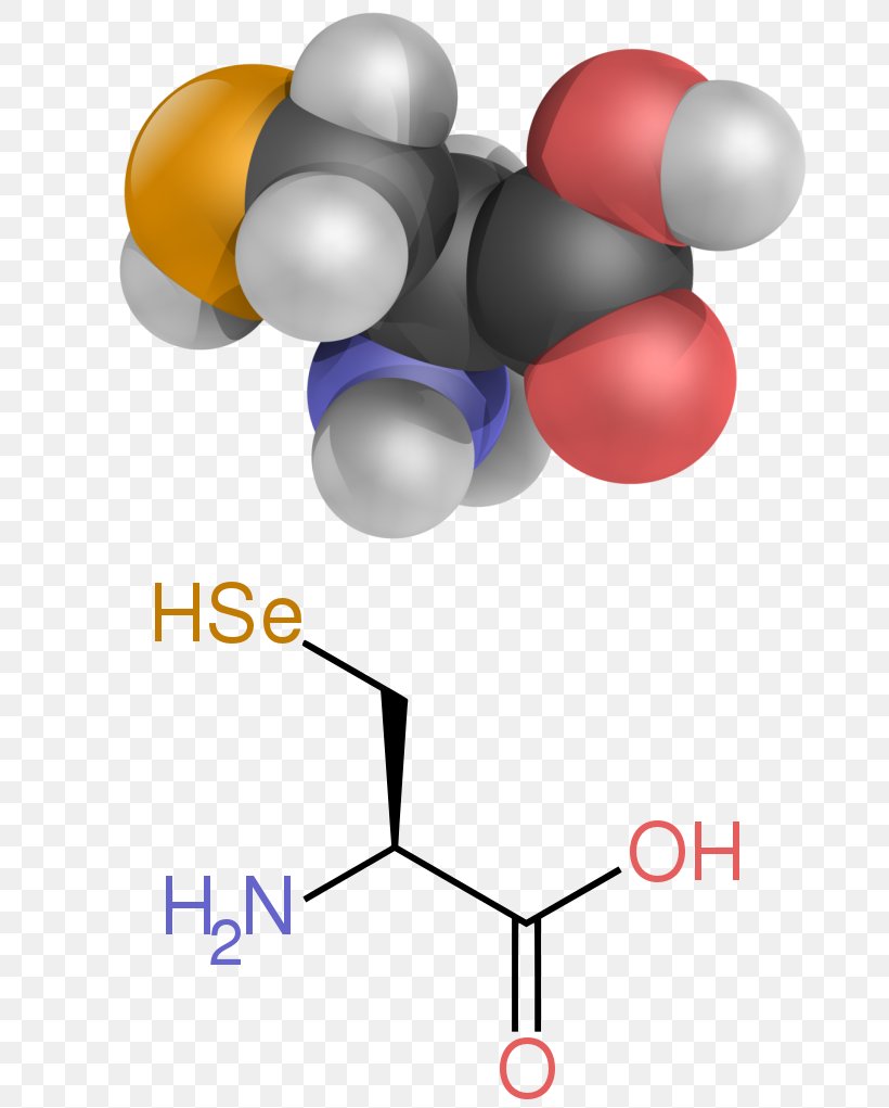 Amino Acid Amine Carboxylic Acid Functional Group, PNG, 736x1021px, Amino Acid, Acid, Amine, Balloon, Biology Download Free