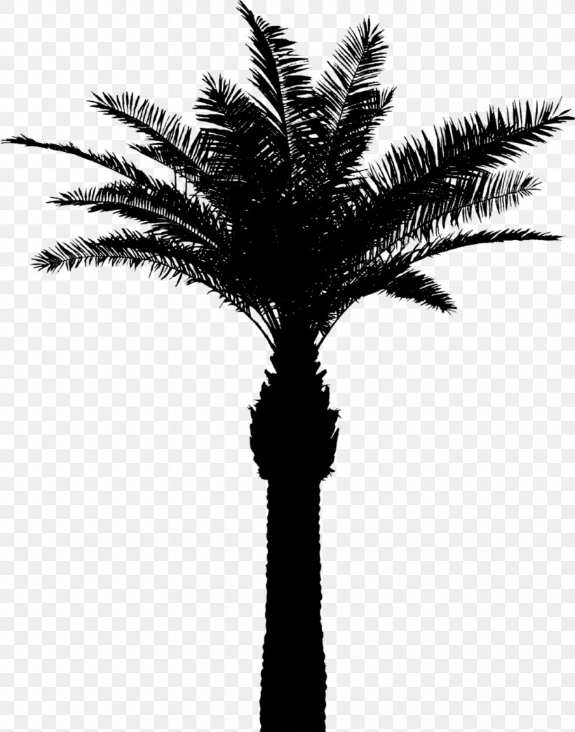 Asian Palmyra Palm Babassu Date Palm Palm Trees Silhouette, PNG, 1129x1438px, Asian Palmyra Palm, Arecales, Attalea, Attalea Speciosa, Babassu Download Free