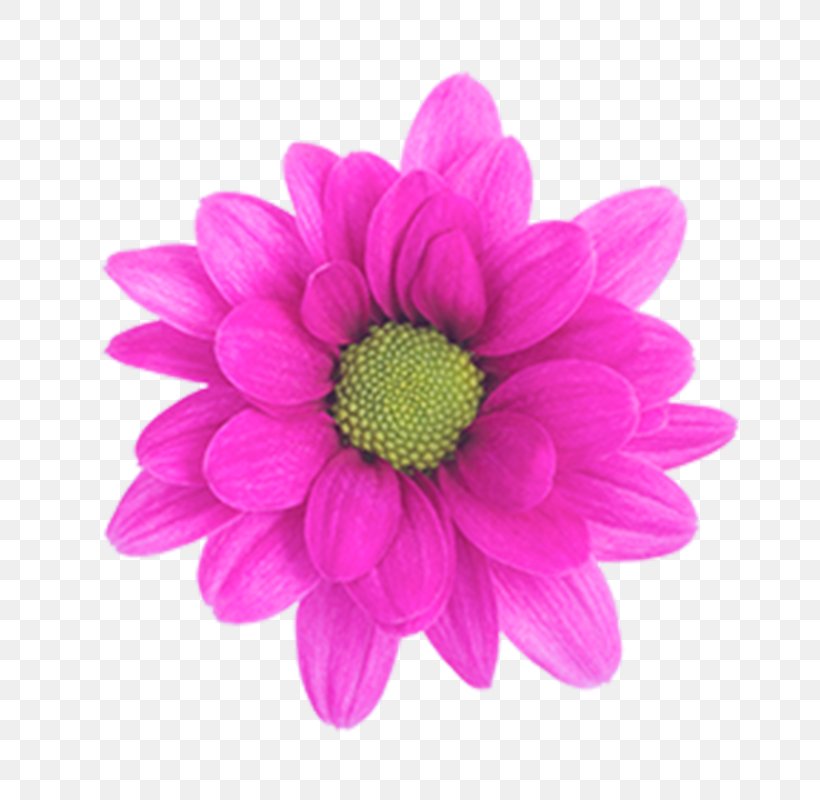 Chrysanthemum Purple Magenta Pink, PNG, 800x800px, Chrysanthemum, Annual Plant, Chrysanths, Color, Cut Flowers Download Free