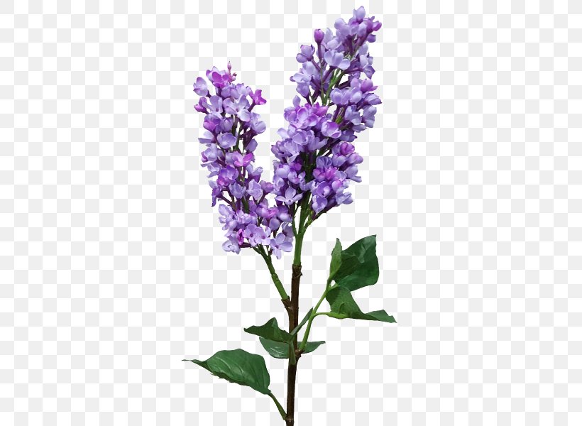 English Lavender Lilac Common Sage Catnips, PNG, 800x600px, English Lavender, Common Sage, Flower, Flowering Plant, Lavender Download Free