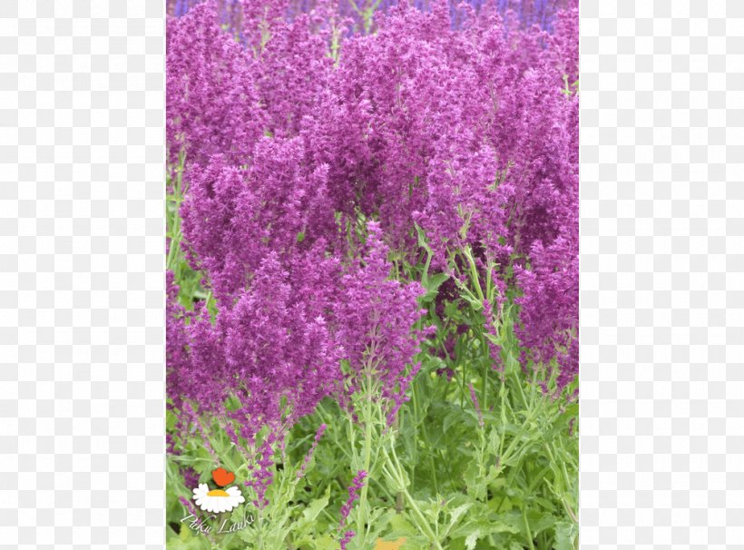 English Lavender Shrub Catnips Annual Plant, PNG, 1000x740px, English Lavender, Annual Plant, Flora, Flower, Grass Download Free