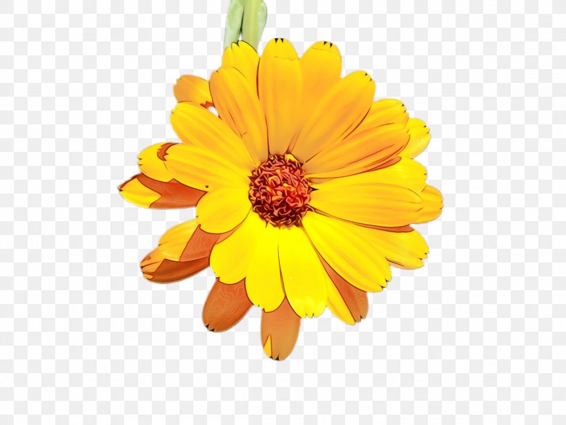 Flowers Background, PNG, 2308x1732px, Marigold, Annual Plant, Bloom, Blossom, Calendula Download Free