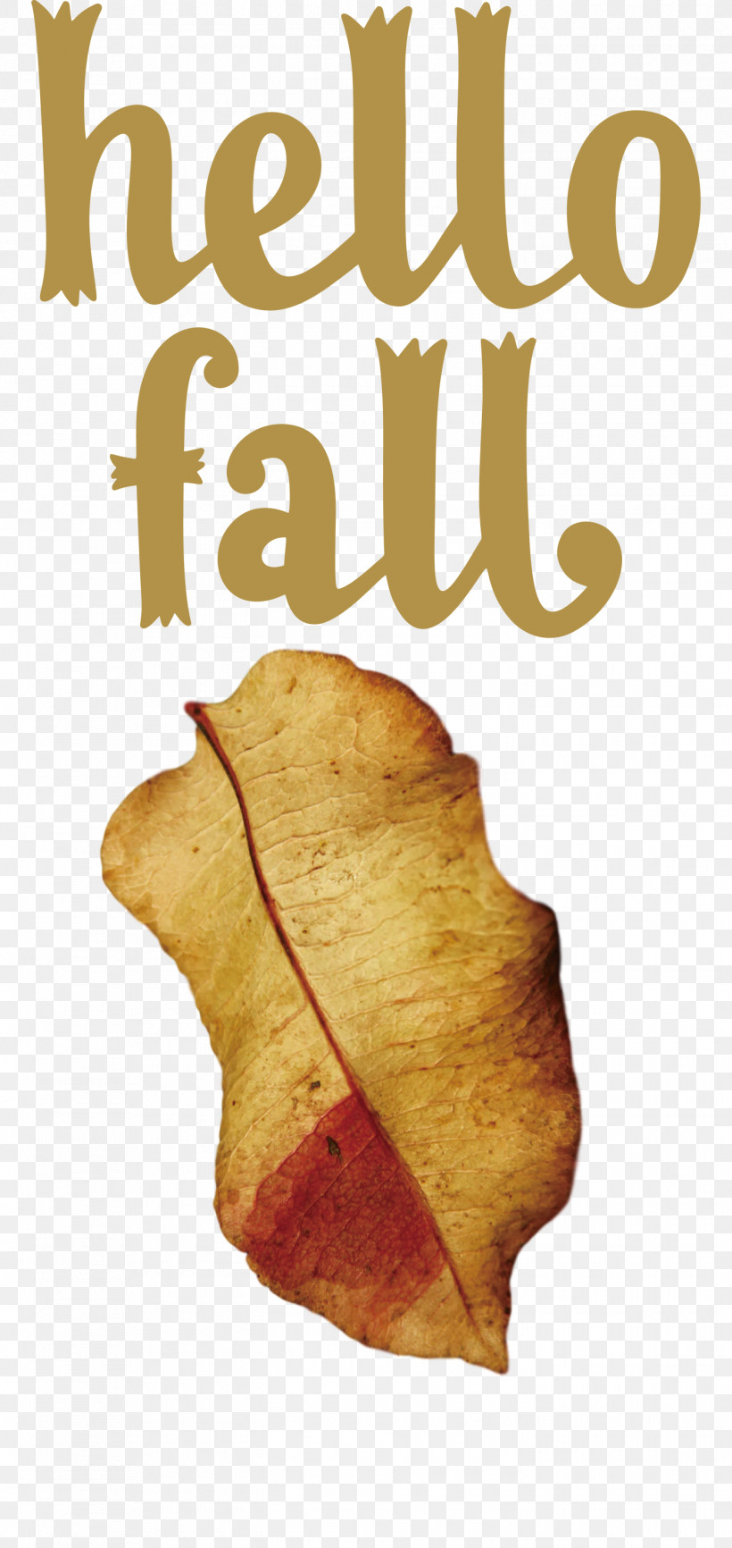 Hello Fall Fall Autumn, PNG, 1420x3000px, Hello Fall, Autumn, Biology, Fall, Leaf Download Free