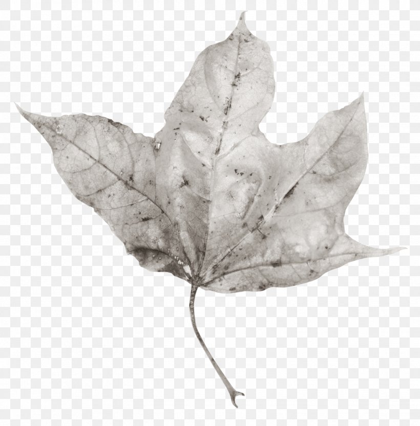 Leaf Poster, PNG, 1449x1473px, Leaf, Chart, Concepteur, Designer, Film Download Free