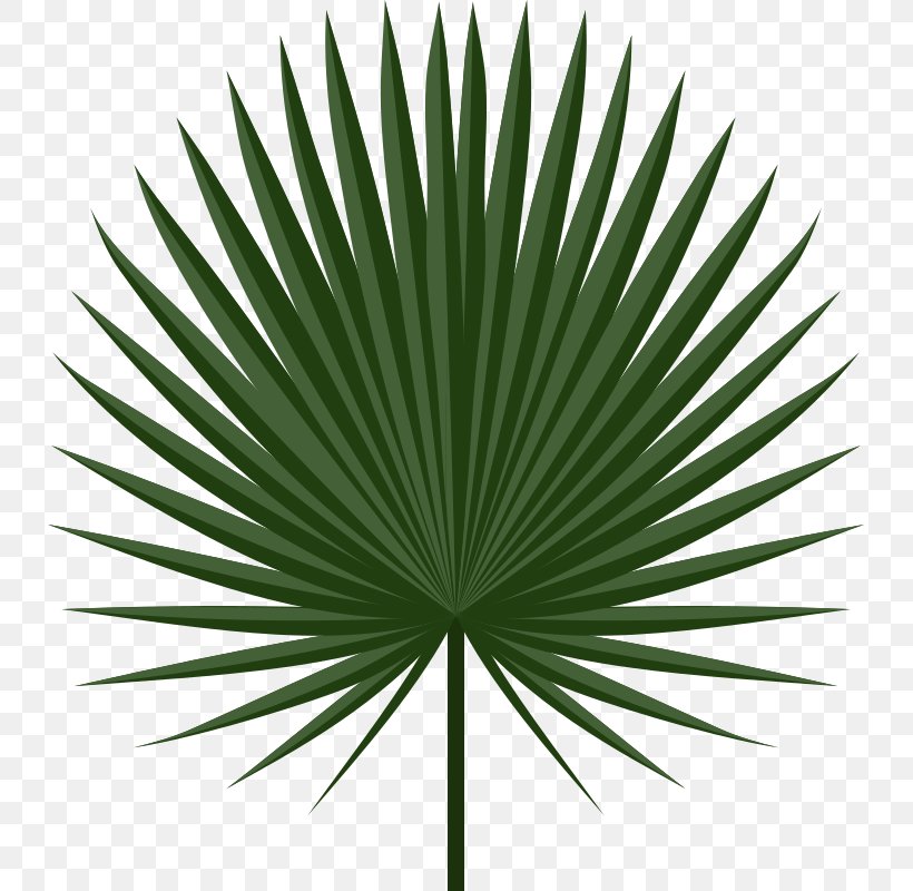 Palm-leaf Manuscript Arecaceae Palm Branch Clip Art, PNG, 733x800px, Leaf, Arecaceae, Arecales, Borassus Flabellifer, Frond Download Free