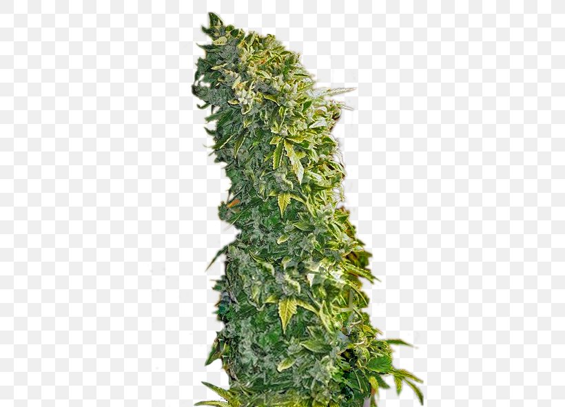 Cannabis Sativa Kush Feminized Cannabis Seed, PNG, 518x591px, Cannabis Sativa, Autoflowering Cannabis, Cannabis, Cultivar, Evergreen Download Free