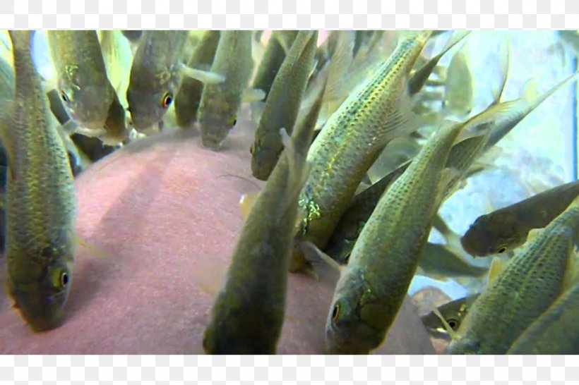 Doctor Fish Aquarium Fishkeeping Icarus Builders & Developers Pvt. Ltd., PNG, 900x600px, Doctor Fish, Aquarium, Cosmetics, Fashion, Fish Download Free
