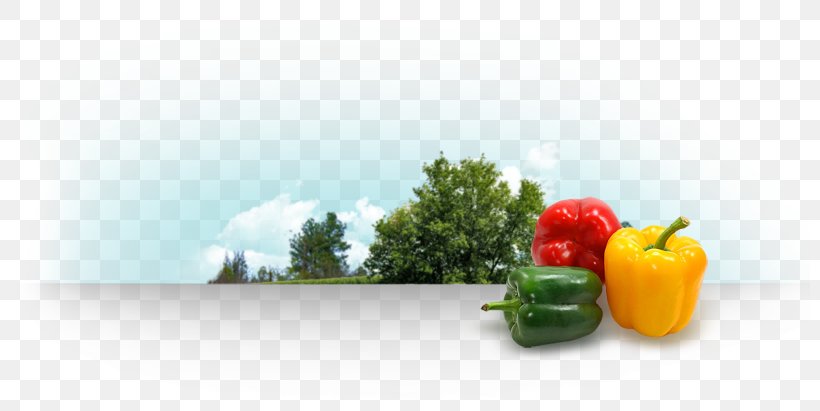 Bell Pepper Agribusiness Food Aguascalientes, PNG, 800x411px, Bell Pepper, Agribusiness, Aguascalientes, Bell Peppers And Chili Peppers, Diet Food Download Free