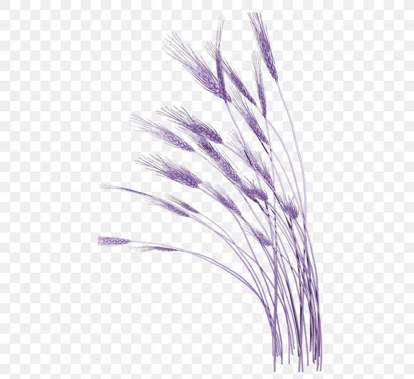 Clip Art, PNG, 750x750px, Grauds, Feather, Grass, Grass Family, Grasses Download Free