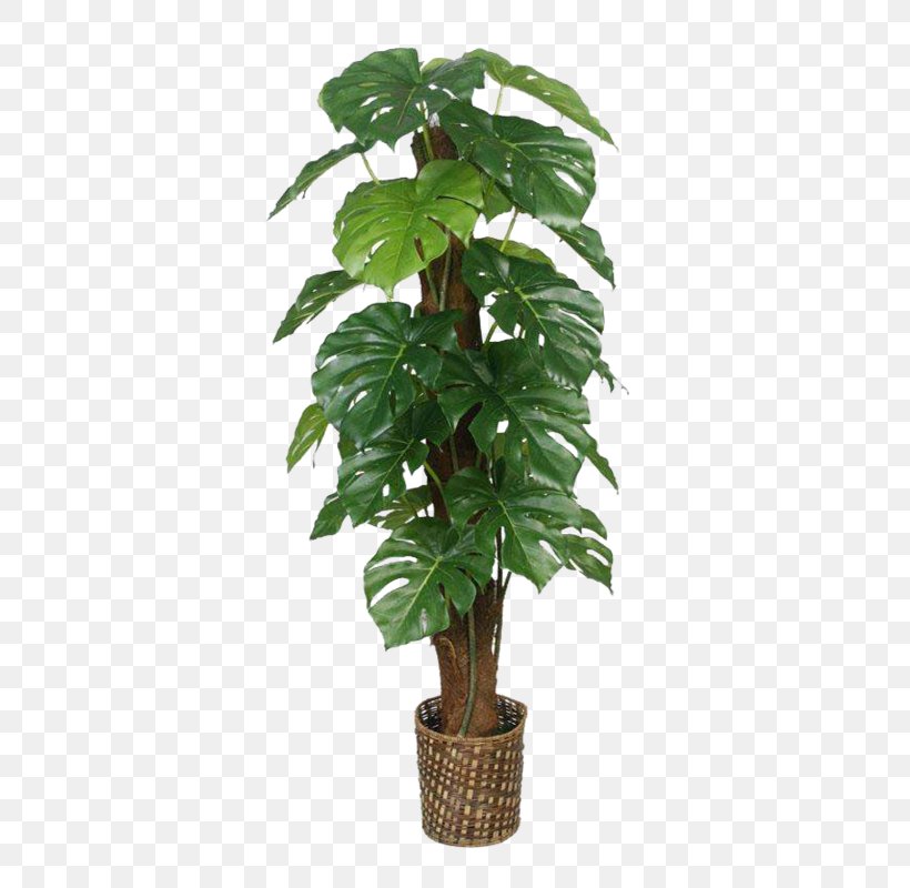 Fiddle-leaf Fig Houseplant Aquatic Plants, PNG, 451x800px, Leaf, Aquatic Plants, Common Fig, Evergreen, Fiddleleaf Fig Download Free
