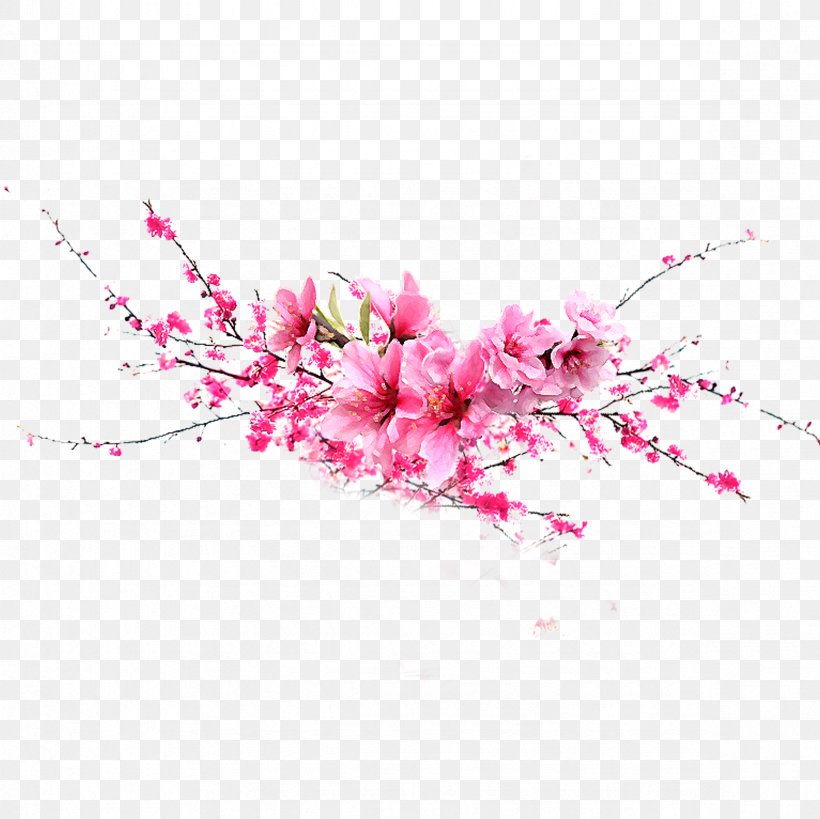 Flower Pink, PNG, 2362x2362px, Flower, Blossom, Branch, Cherry Blossom, Floral Design Download Free
