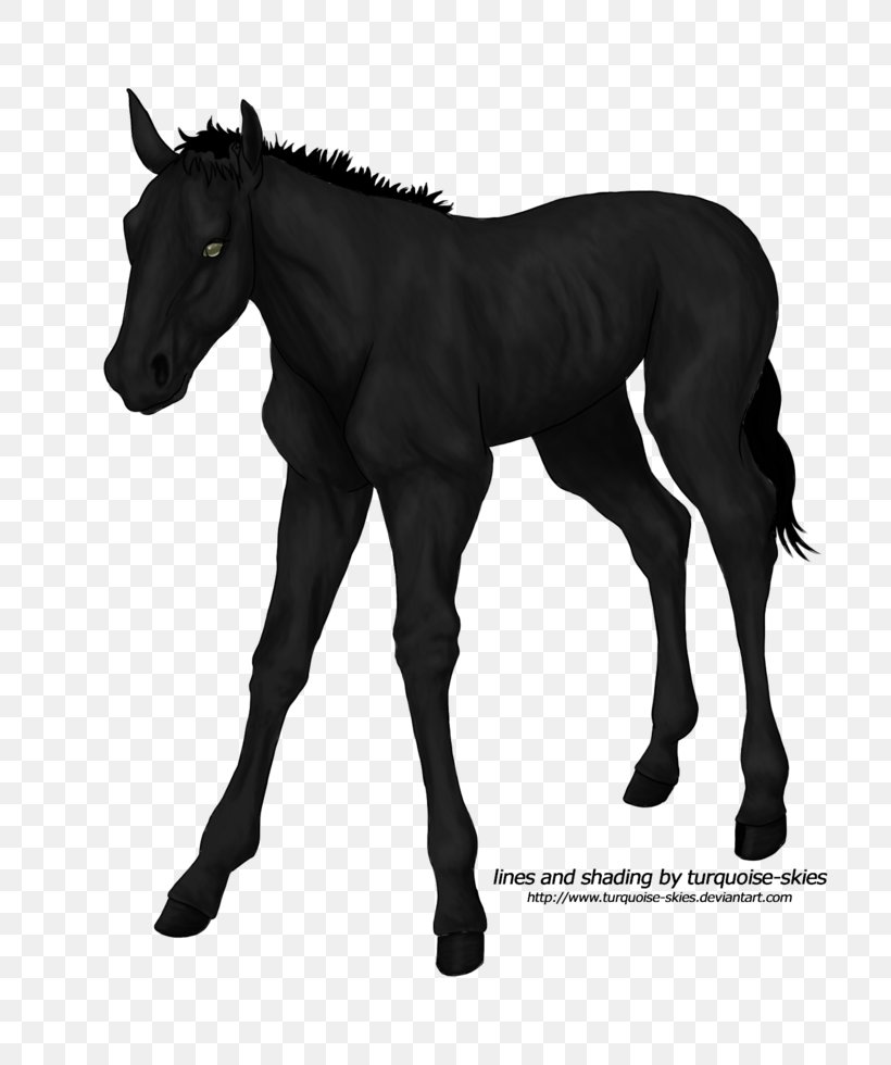 Mare Foal Mustang Stallion Halter, PNG, 816x980px, Mare, Black And White, Colt, Foal, Halter Download Free