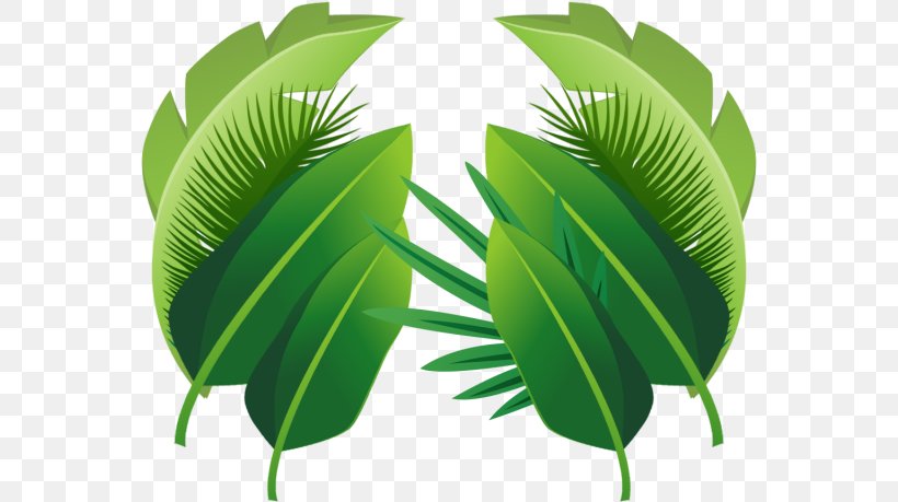 Palm Tree Leaf, PNG, 563x459px, Leaf, Areca Palm, Arecales, Bamboo, Banana Leaf Download Free