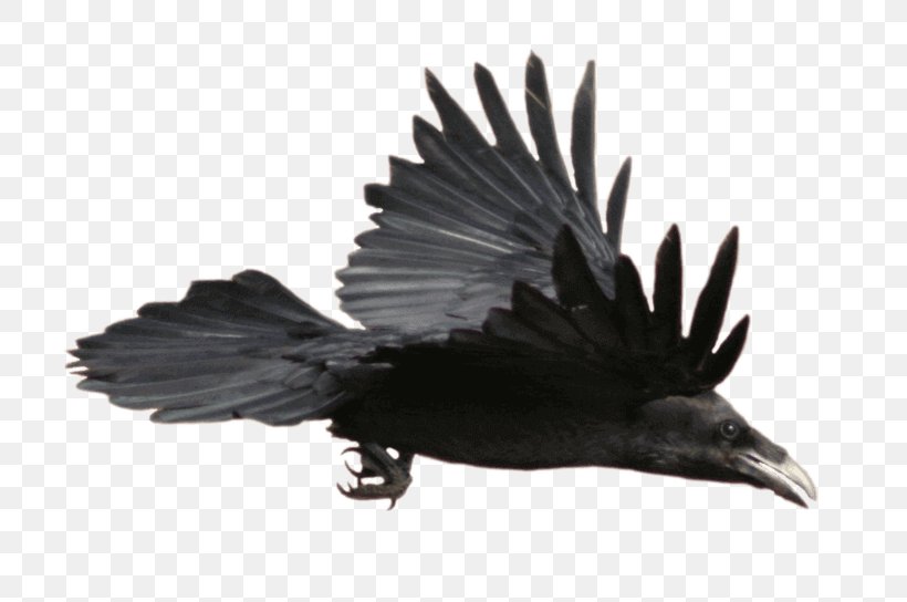 Common Raven Clip Art Image Vector Graphics, PNG, 800x544px, Common Raven, American Crow, Art, Beak, Bird Download Free