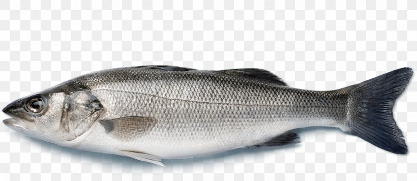 European Bass Japanese Sea Bass Striped Bass Fish, PNG, 1027x446px, European Bass, Atlantic Halibut, Barramundi, Bass, Black Sea Bass Download Free