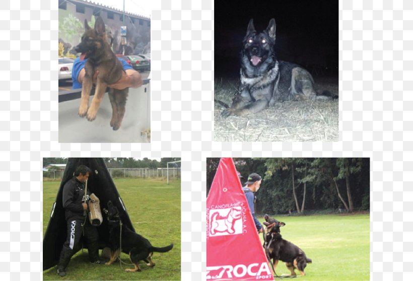 German Shepherd Obedience Training Dog Breed Obedience Trial, PNG, 650x558px, German Shepherd, Breed, Carnivoran, Conformation Show, Dog Download Free