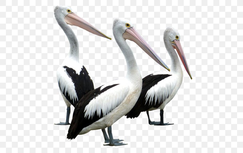 Pelican Bird Columbidae Clip Art, PNG, 500x518px, Pelican, Beak, Bird, Bird Flight, Ciconiiformes Download Free
