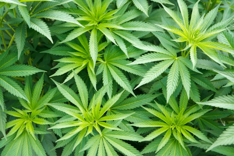 Cannabis Sativa Plant Medical Cannabis Hemp, PNG, 1423x947px, Cannabis Sativa, Cannabis, Flowering Plant, Grass, Hash Oil Download Free
