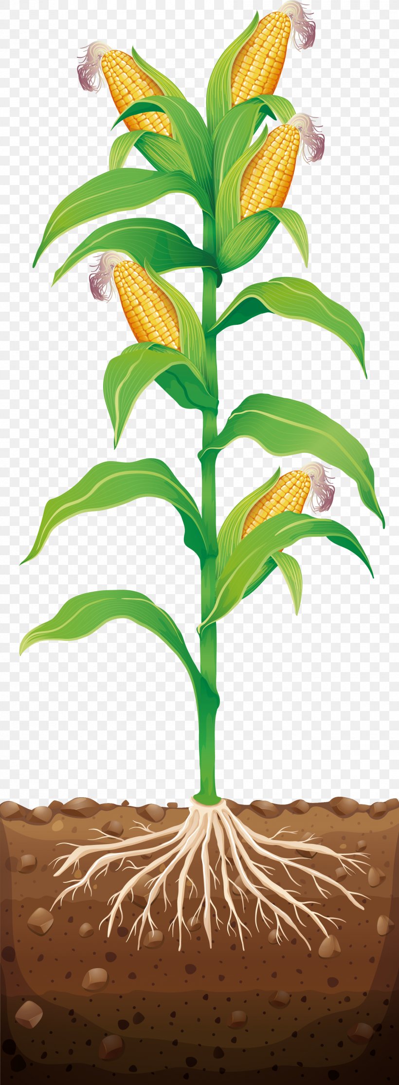 Corn On The Cob Maize Illustration, PNG, 1780x4837px, Corn On The Cob, Art, Branch, Dracaena Fragrans, Field Corn Download Free