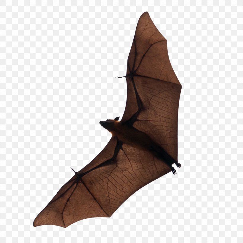 Bat Flight Download, PNG, 1132x1132px, Microbat, Animal, Bat, Flying Foxes, Footwear Download Free