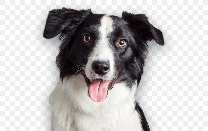 Dog Breed Border Collie Puppy Stabyhoun McNab Dog, PNG, 573x518px, Dog Breed, Border Collie, Breed, Companion Dog, Dog Download Free