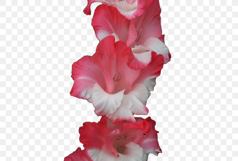 Gladiolus Naver Blog Cut Flowers Azalea Petal, PNG, 740x555px, Gladiolus, Azalea, Blog, Cut Flowers, Flower Download Free