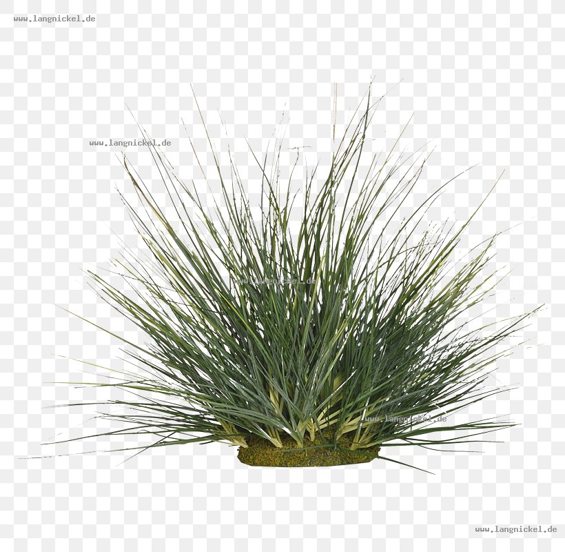 Grasses Tree Family, PNG, 800x800px, Grasses, Evergreen, Family, Grass, Grass Family Download Free