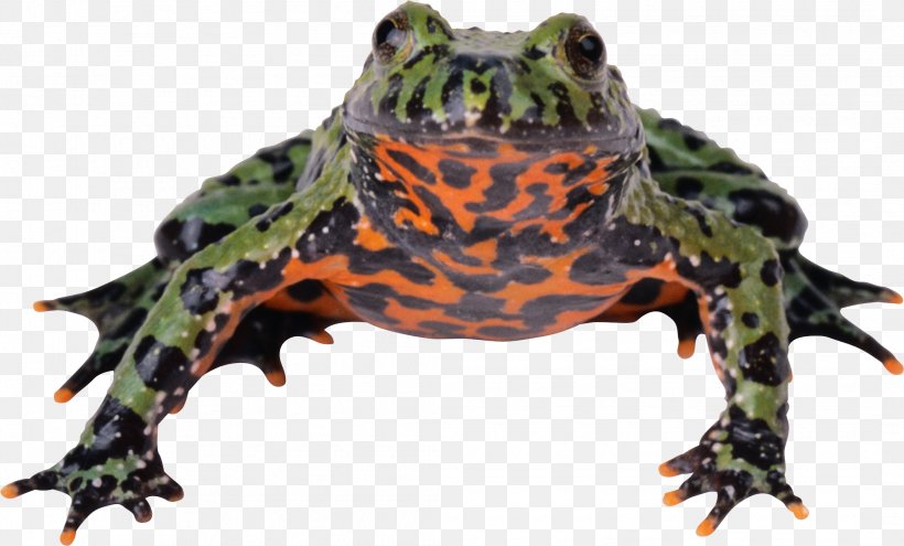 Animal Download, PNG, 2111x1276px, Frog, Amphibian, Animal, Atmosphere Of Earth, Biology Download Free