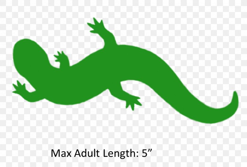 Common Mudpuppy Reptile Gecko Sirens Clip Art, PNG, 1041x707px, Reptile, Amphibian, Amphibians, Animal, Fauna Download Free