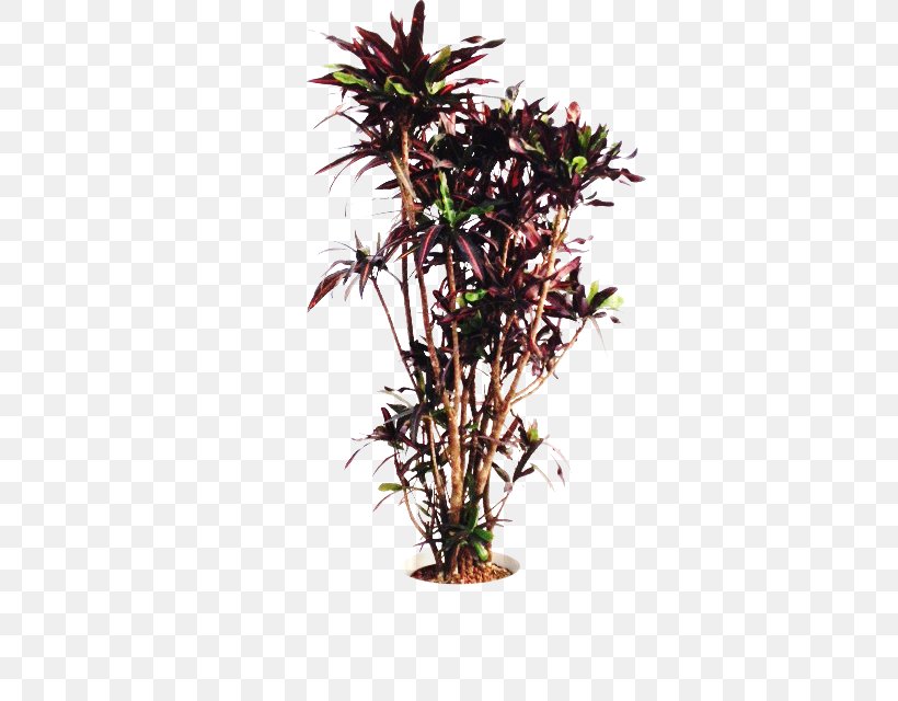 Flowerpot Houseplant Shrub Branching, PNG, 640x640px, Flowerpot, Branch, Branching, Houseplant, Plant Download Free
