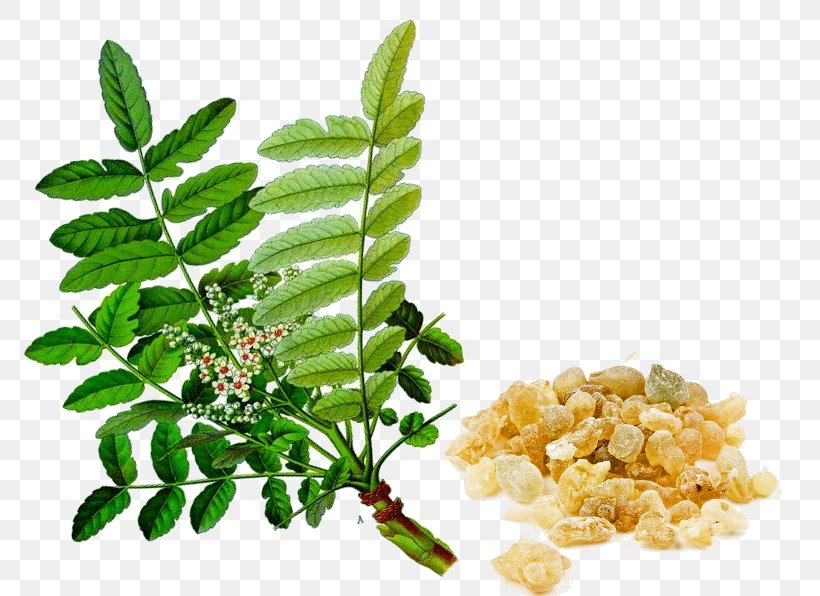 Indian Frankincense Extract Ayurveda Boswellia Sacra, PNG, 800x596px, Indian Frankincense, Antiinflammatory, Aromatherapy, Arthritis, Ayurveda Download Free
