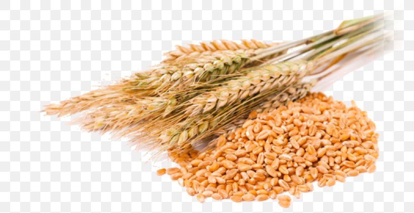 Cereal Grain Common Wheat Wheat Berry, PNG, 777x422px, Cereal, Bran, Bread, Cereal Germ, Commodity Download Free