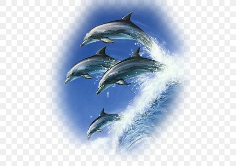 Common Bottlenose Dolphin Cetacea Porpoise Jumping, PNG, 500x578px, Common Bottlenose Dolphin, Animal, Art, Automotive Design, Bottlenose Dolphin Download Free