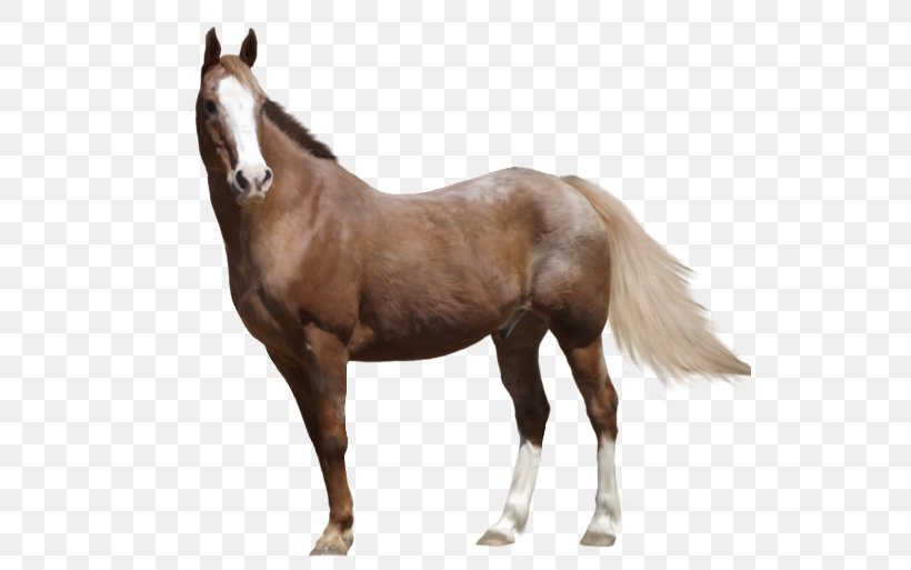Mare Appaloosa Arabian Horse American Paint Horse Foal, PNG, 572x513px, Mare, American Paint Horse, Appaloosa, Arabian Horse, Art Download Free